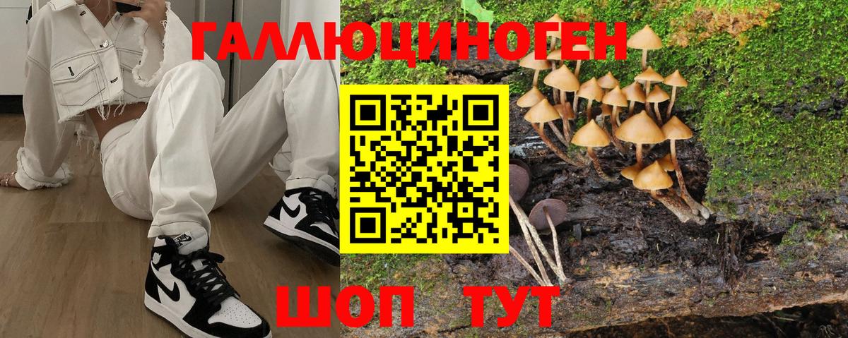 Псилоцибиновые грибы Psilocybe Курчалой